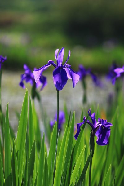 plant, nature, some people don't, flower, grass, wild flower, summer, spring, purple flower, wild, garden, wildflower, iris, aquatic plants, affix, beautiful flowers, a flower, noel online gift shop, in the woods, flower wallpaper, valley, beautiful, vivid, leaf, freshness, bud, ecology, flowering, flower background, petal, water plant, aquatic plant, hydrophyte